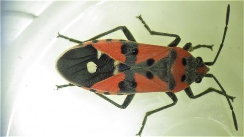 Réf. 276 073 : Lygaeus equestris